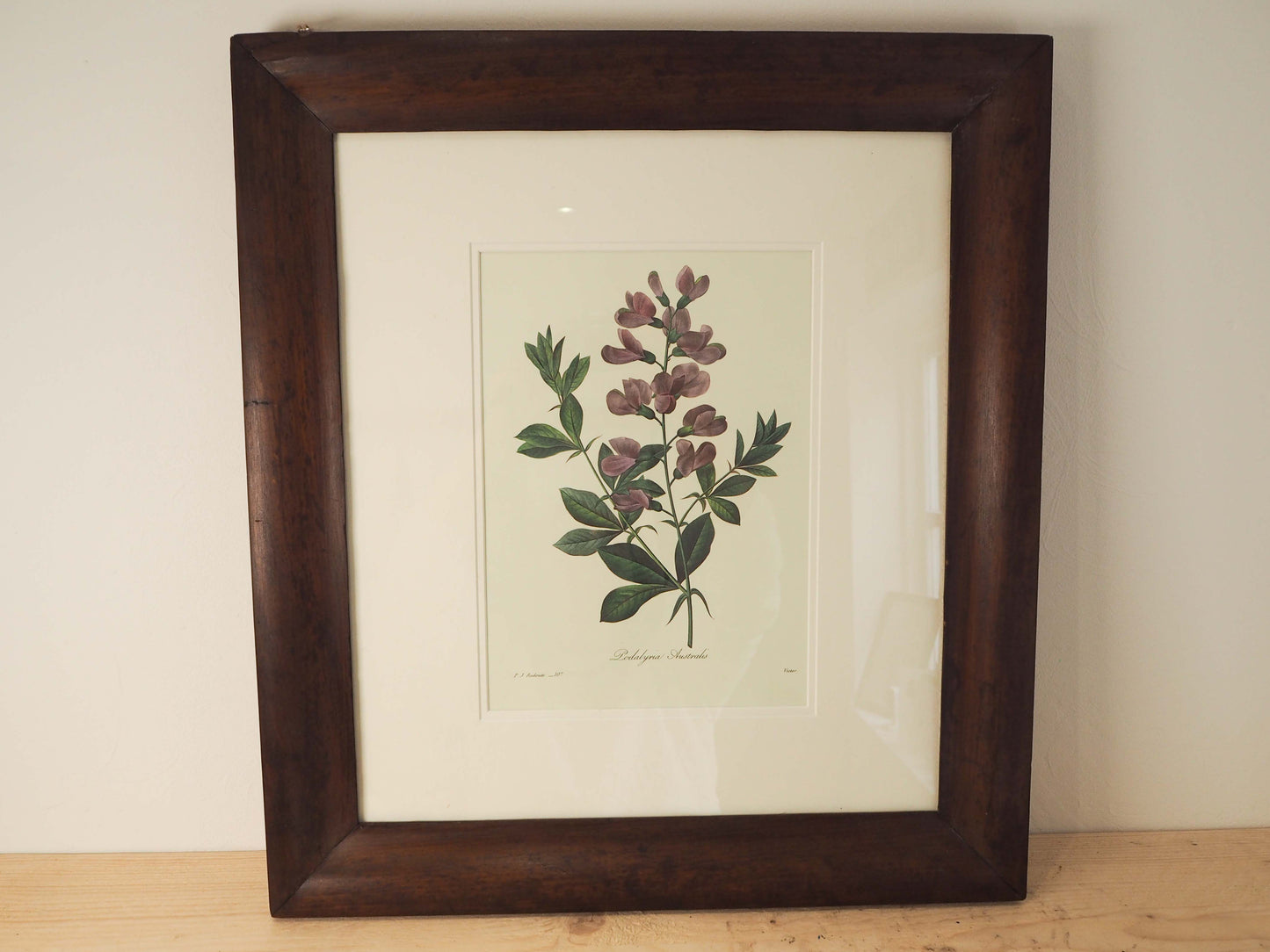 Vintage Floral Book Plate Mounted in Antique Wooden Frame / Flower Artwork
