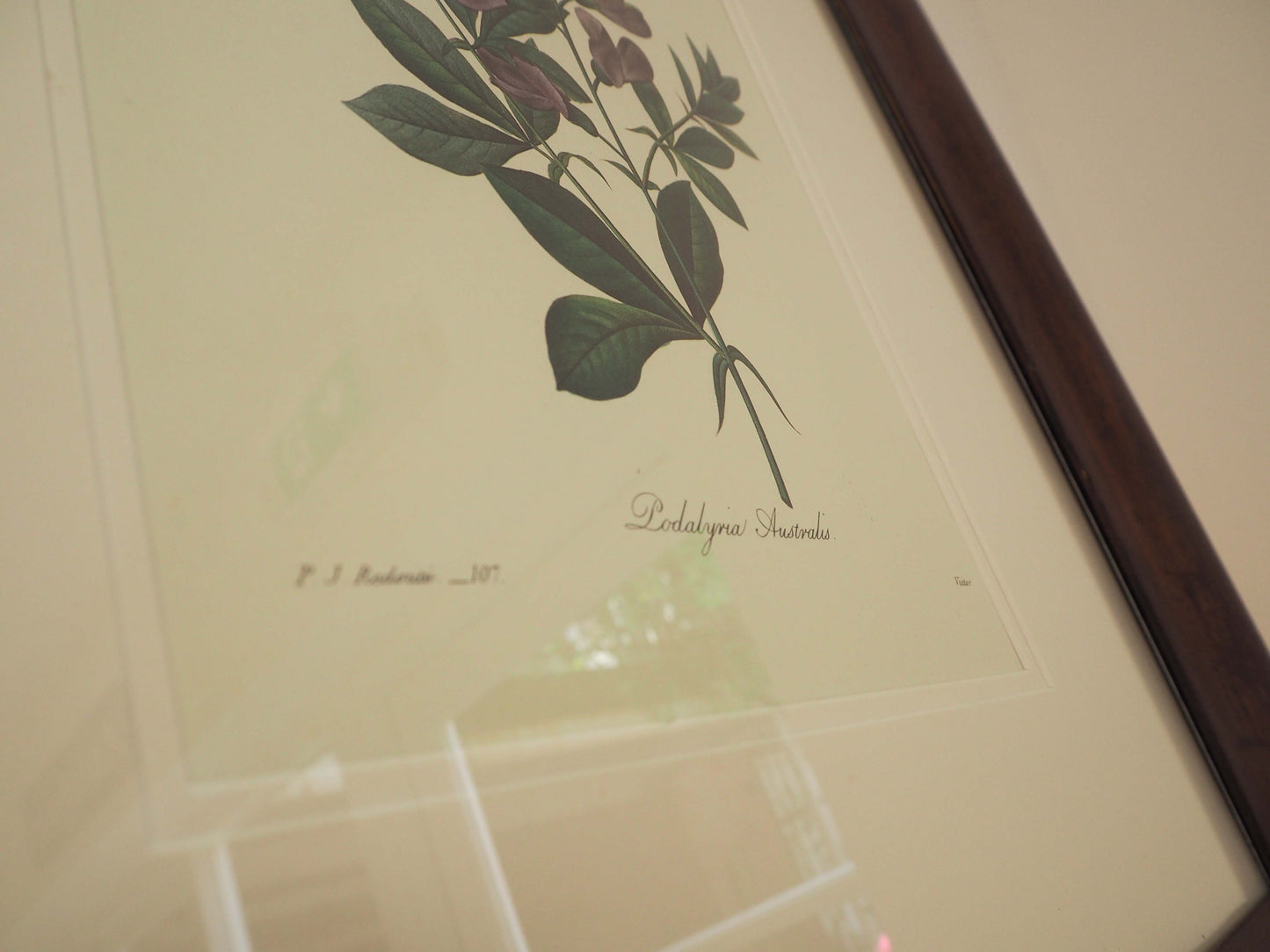 Vintage Floral Book Plate Mounted in Antique Wooden Frame / Flower Artwork