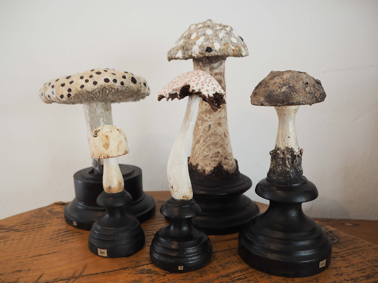 Antique Apothecary Mushroom Fungus Hand-Painted Specimens on Stands