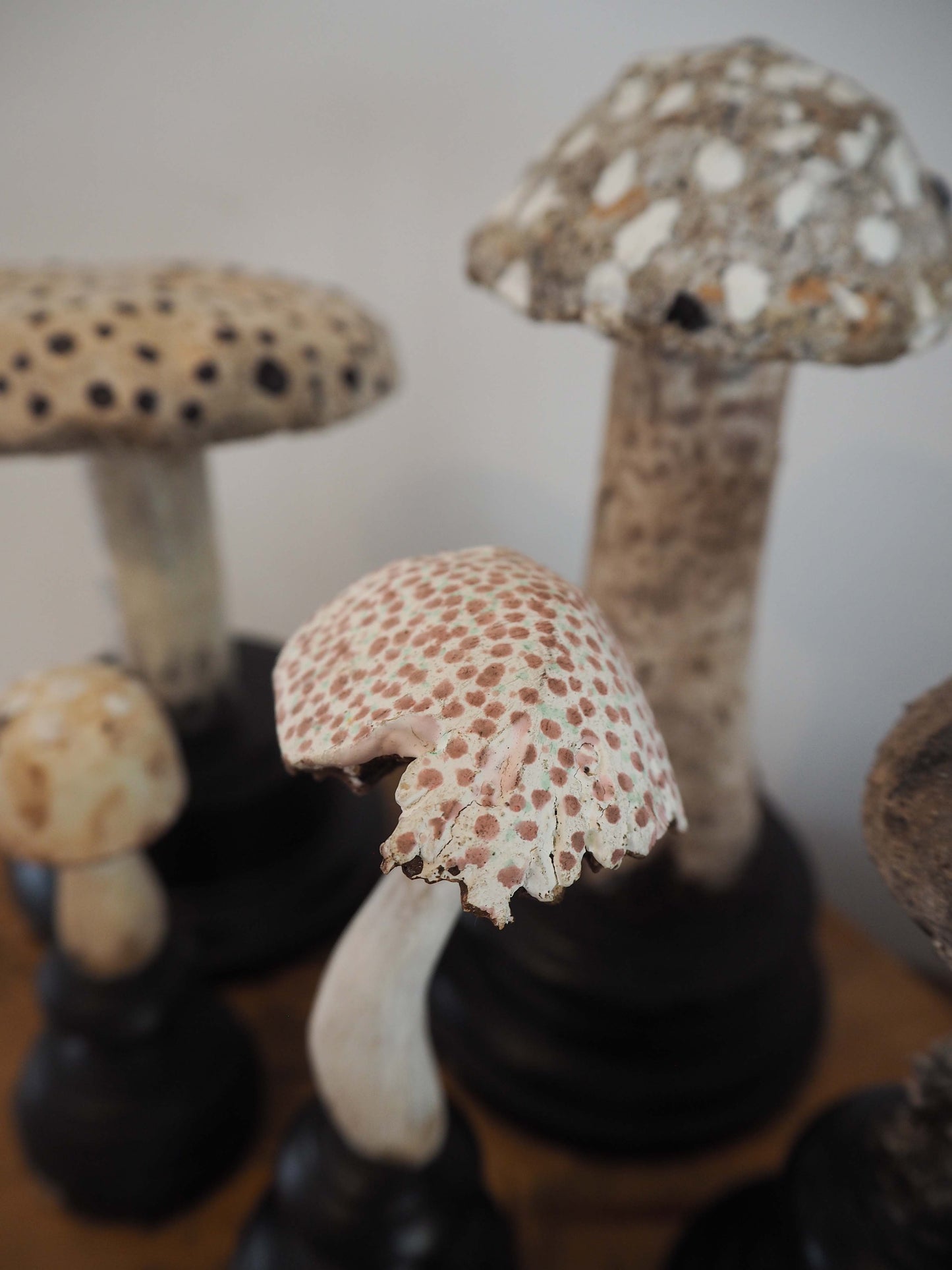 Antique Apothecary Mushroom Fungus Hand-Painted Specimens on Stands