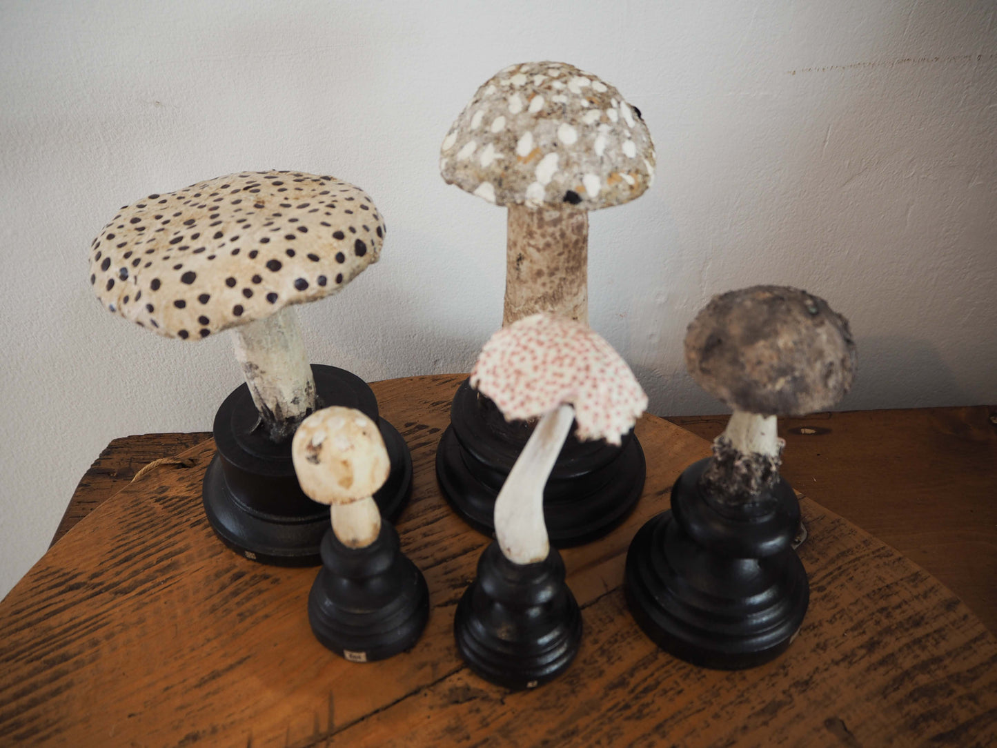 Antique Apothecary Mushroom Fungus Hand-Painted Specimens on Stands