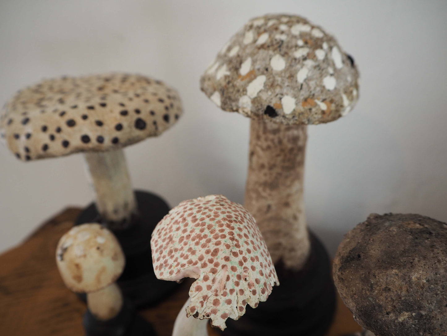 Antique Apothecary Mushroom Fungus Hand-Painted Specimens on Stands