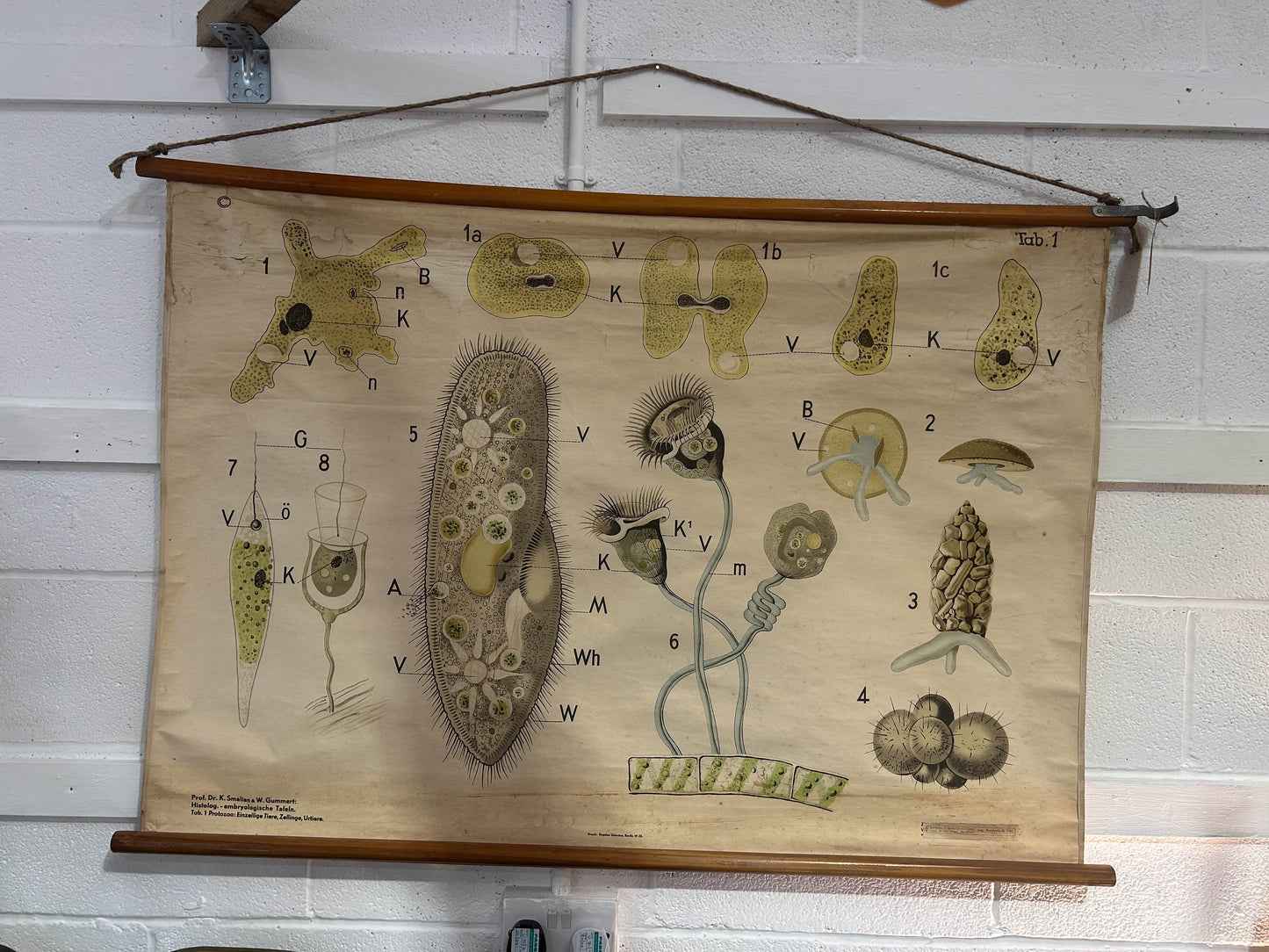 Vintage German Mid-Century Hanging Educational School Poster: Tab 1 Protozoa