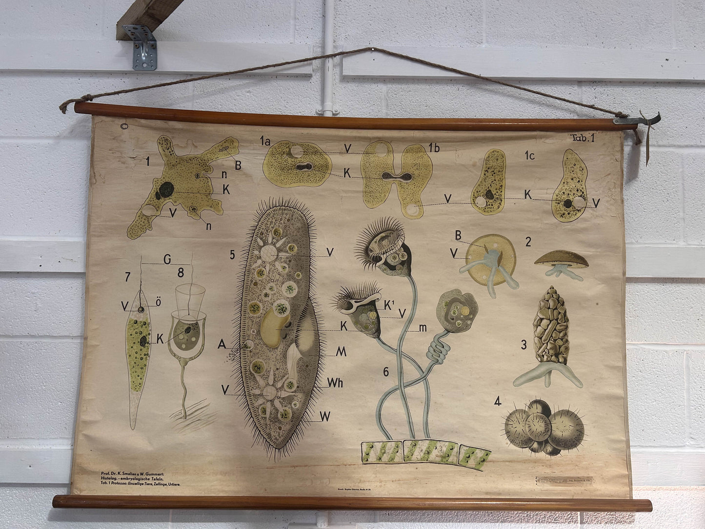 Vintage German Mid-Century Hanging Educational School Poster: Tab 1 Protozoa