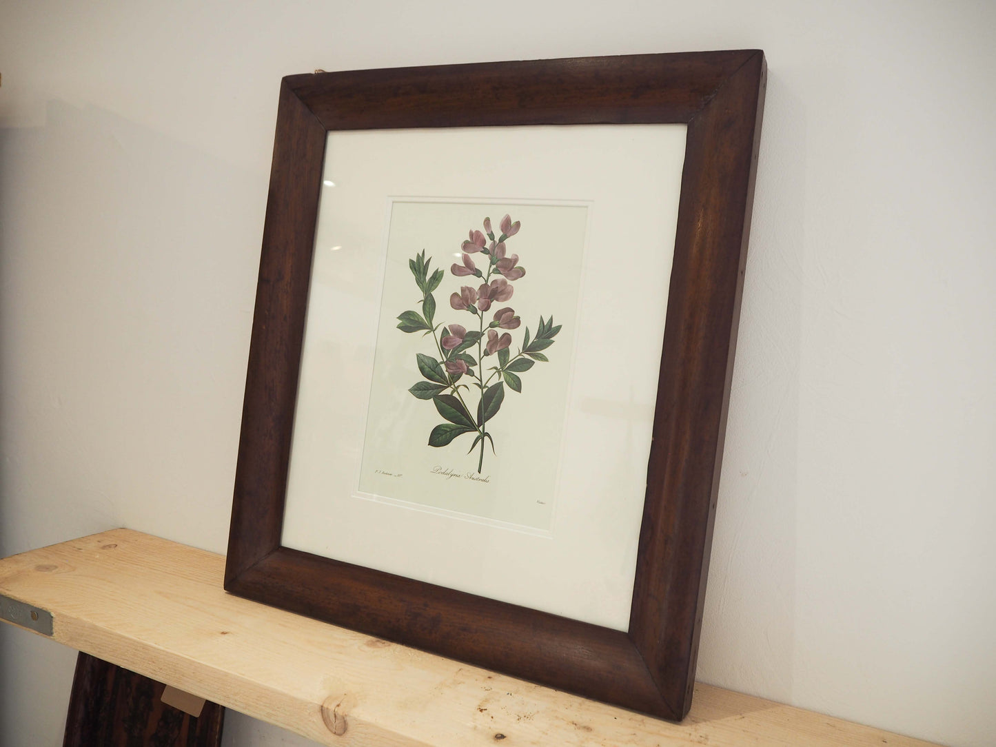Vintage Floral Book Plate Mounted in Antique Wooden Frame / Flower Artwork