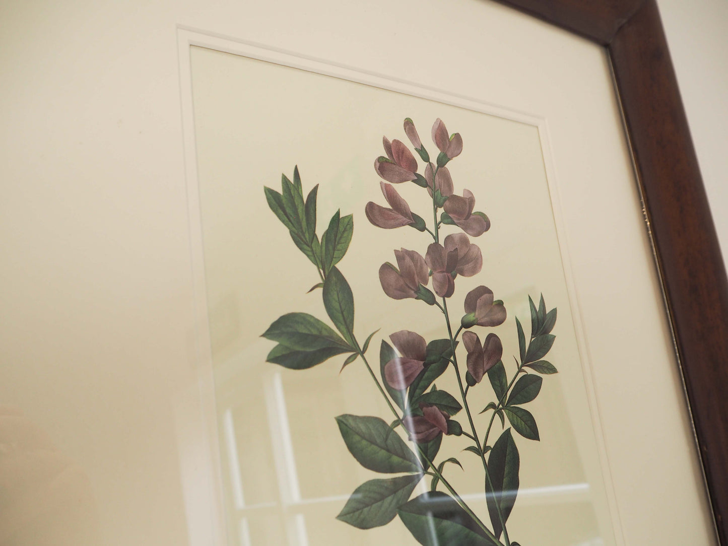Vintage Floral Book Plate Mounted in Antique Wooden Frame / Flower Artwork